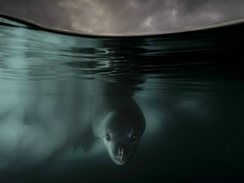 Выглядит как милый щенок (ну почти!  