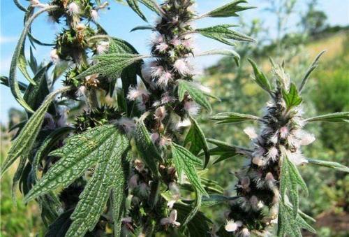 Пустырник - все лекарства в одном растении!