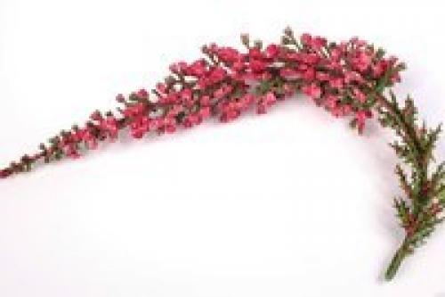 Народные рецепты для улучшения памяти. 02