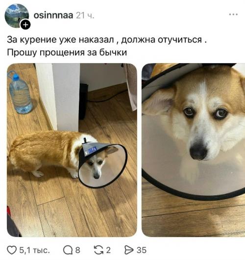 Пост с жалобой на мусор возле дома, в котором автор обвинил во всём Собачников, неожиданно вышел из-под контроля. 03