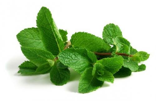 10 способов использования мяты.

