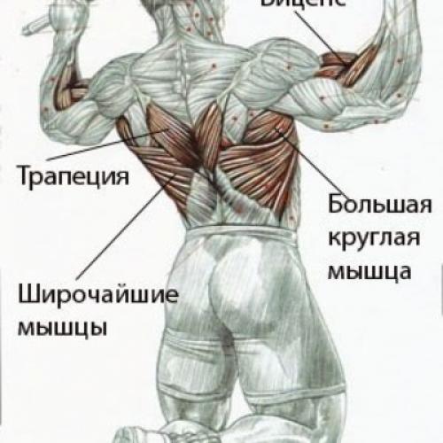 Программа подтягиваний льюиса армстронга.