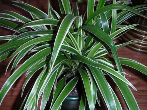 7 лучших растений для очистки воздуха внутри помещения: