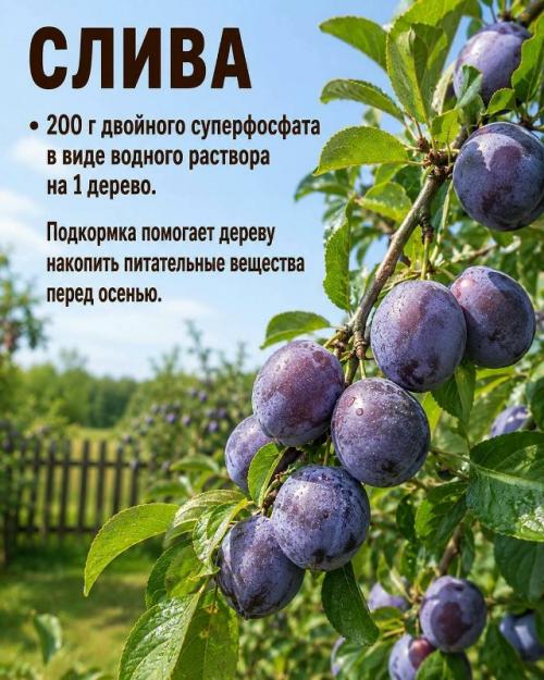 Август - время, когда плодовые деревья закладывают урожай следующего года. 04
