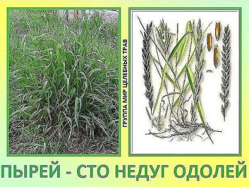 Старинные рецепты для женского здоровья. 02 Старинные рецепты для женского здоровья. 02