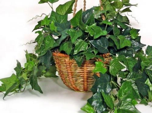 Топ - 5 комнатных растений, которые должны быть в каждом доме! Топ - 5 комнатных растений, которые должны быть в каждом доме!