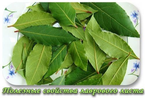 Полезные свойства лаврового листа.

