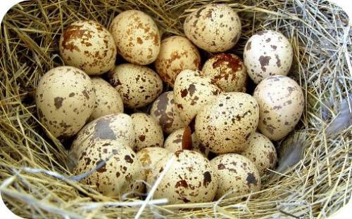 Перепелиные яйца - ампулы здоровья! 

