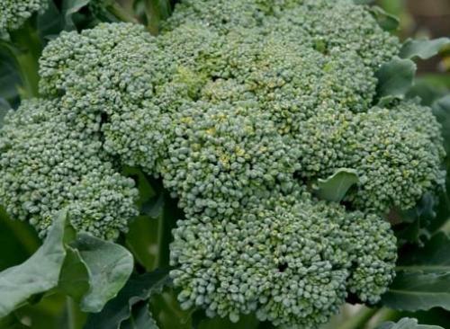 5 продуктов улучшающих память. 02 5 продуктов улучшающих память. 02