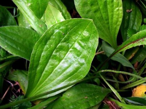 От всех болезней - подорожник!