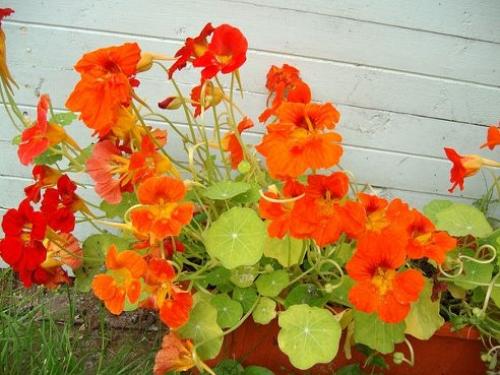 Настурция способна заменить многие лекарства!