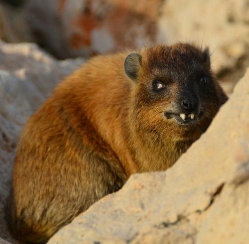 Даман - это одно из самых удивительных существ на планете, глядя на которое почти невозможно угадать его истинное происхождение. 08