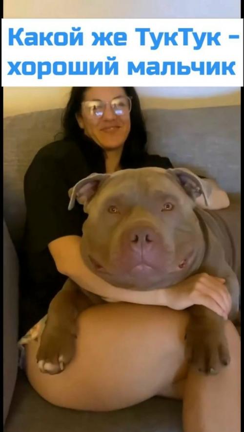 Американский булли по кличке туктук завоевал популярность в социальных сетях благодаря своей невероятно крупной голове. 01