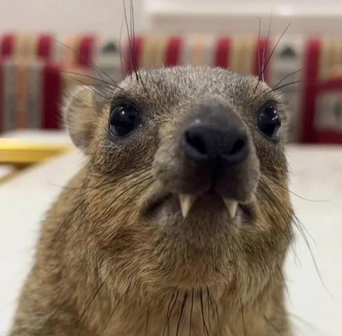 Даман - это одно из самых удивительных существ на планете, глядя на которое почти невозможно угадать его истинное происхождение. 02