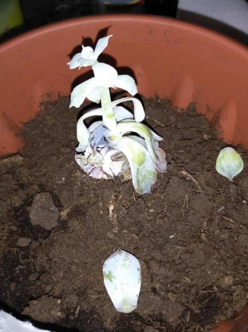 Месяц назад купила растение, точное название не помню, но точно из рода суккулентов, фото прилагается. 01