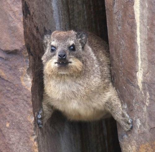 Даман - это одно из самых удивительных существ на планете, глядя на которое почти невозможно угадать его истинное происхождение. 01