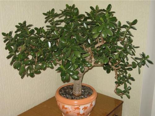 Денежное Дерево для здоровья. Денежное Дерево для здоровья.