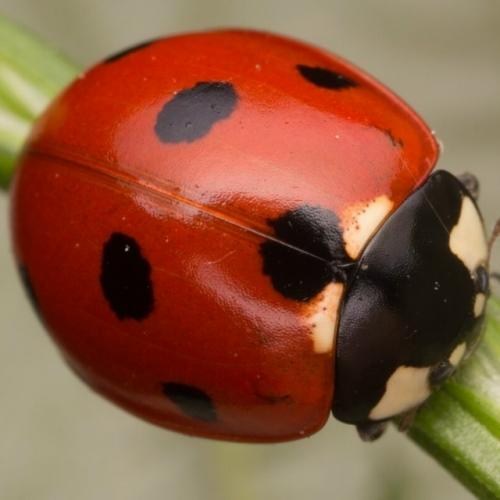 Божья коровка: все боятся её, кроме людей.  