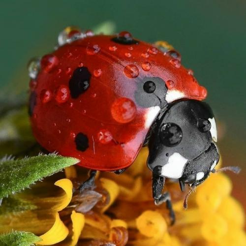 Божья коровка: все боятся её, кроме людей. 01