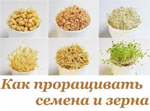 Как проращивать семена и зерна. Как проращивать семена и зерна.