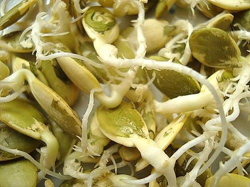 Как проращивать семена и зерна. 02 Как проращивать семена и зерна. 02