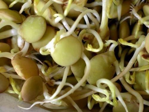 Как проращивать семена и зерна. 01 Как проращивать семена и зерна. 01