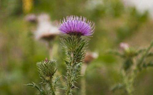 6 советов для очистки печени! 

