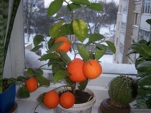 Выращивание мандарин из косточки в домашних условиях? Выращивание мандарин из косточки в домашних условиях?