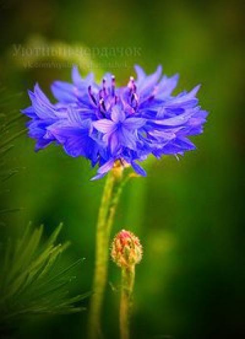 Васильковое утро, васильковый рассвет.