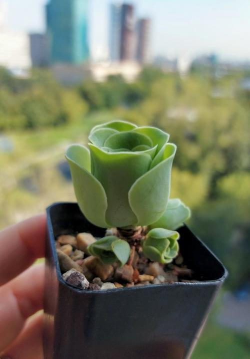 Суккулент - идеальная роза.

