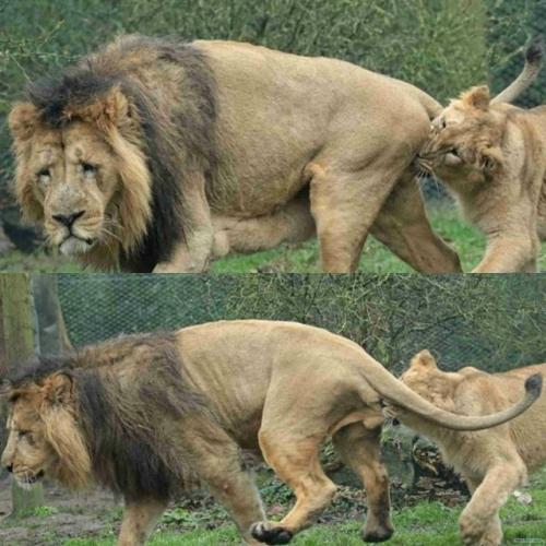 Нелёгкая львиная доля: за что львицы кусают царя зверей за подхвостье.

