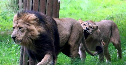 Нелёгкая львиная доля: за что львицы кусают царя зверей за подхвостье. 01