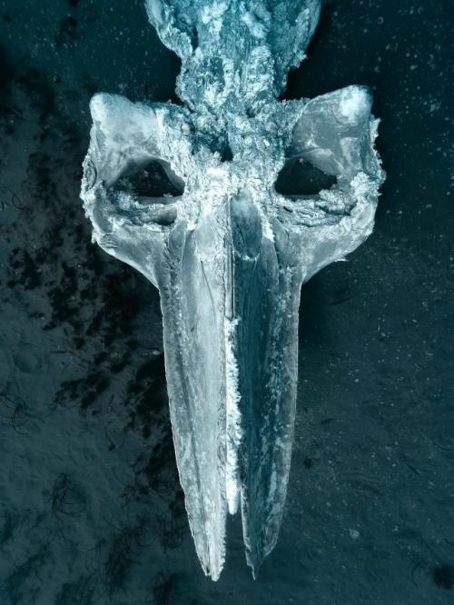 Падение кита: круг жизни в океане. 03