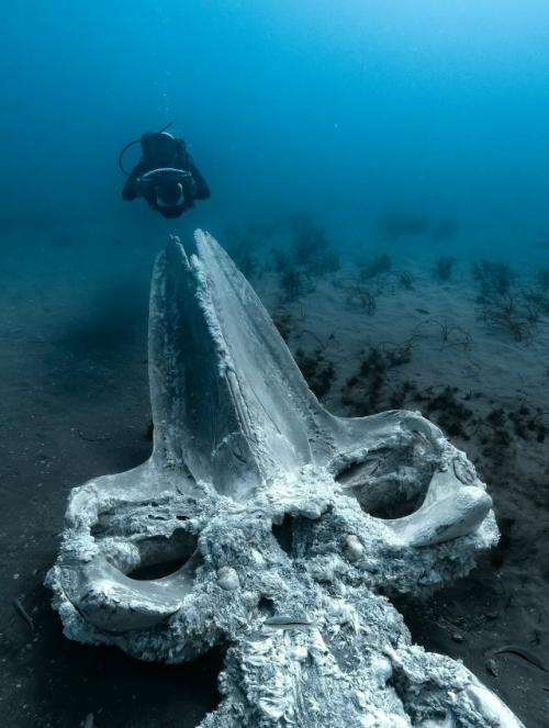 Падение кита: круг жизни в океане. 02