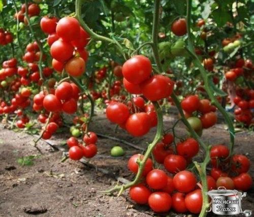 Как получить урожай, которым можно удивить всех? 

