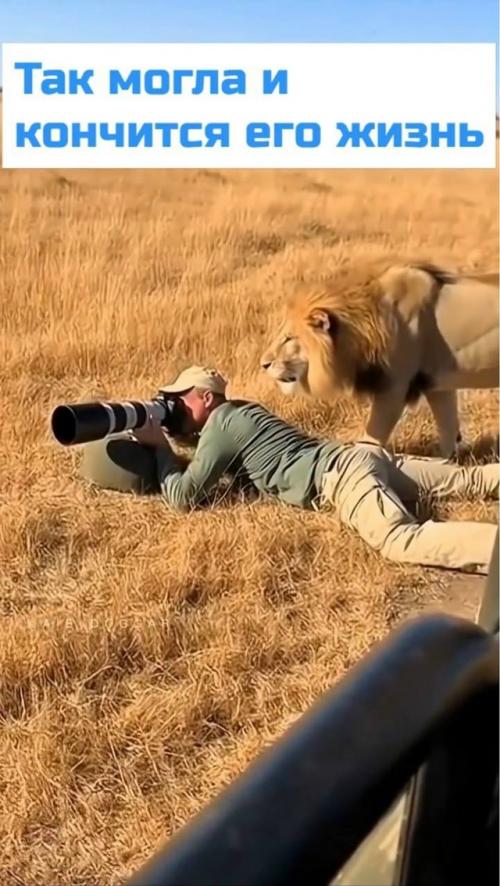 Мужчина просто спокойно себе снимал зверюшек где-то в Африке, никого не трогал. 01