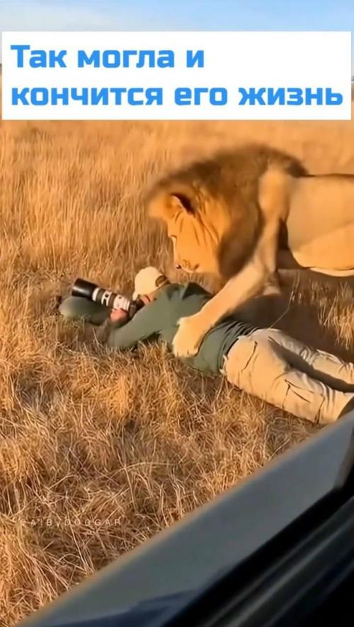 Мужчина просто спокойно себе снимал зверюшек где-то в Африке, никого не трогал.  