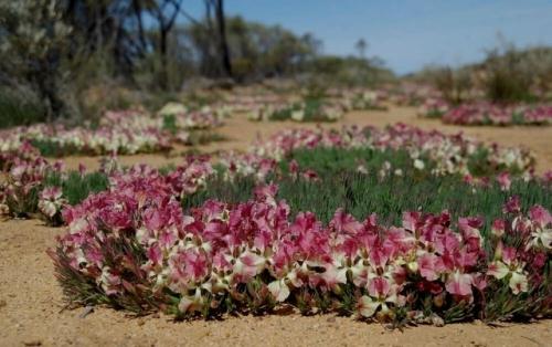 Цветок - венок в Австралии. 01