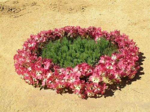 Цветок - венок в Австралии. 02