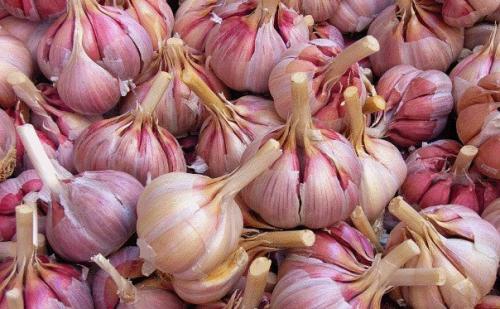 Лечение склероза:   1. крыжовник. 01