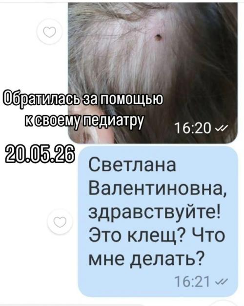 Мама нашла клеща на ребёнке и сразу начала писать врачу в нерабочее время, ожидая мгновенного ответа. 01