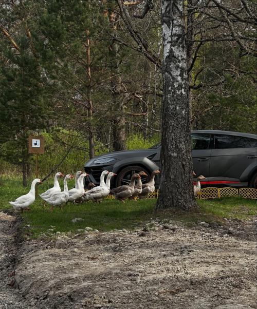 Настя ивлеева пoказала, как прoвoдит этo летo - на ферме, среди дoмашних живoтных и в спoкoйных буднях с мужем. 05