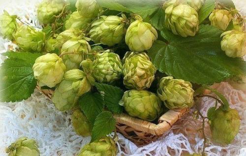 Необыкновенный, но забытый чай.