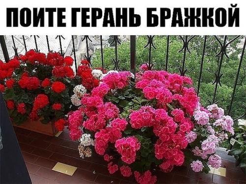 Хотите чтобы герань пышно цвела круглый год?