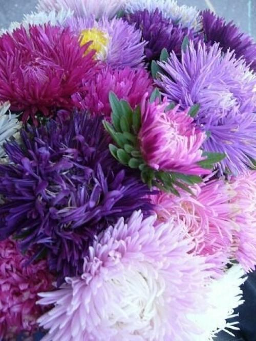 Вот они последние цветы: астры, хризантемы, сентябринки! 03