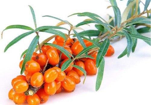 Соберите листья облепихи! 

